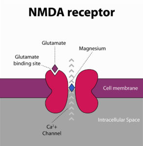 nmda receptor, magnezij izboljša delovanje možganov